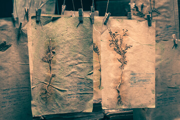 Old herbalist workshop with dried plant cards for Halloween.