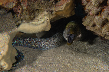 Moray eel Mooray lycodontis undulatus in the Red Sea, Eilat Israel