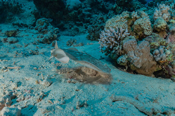 Persian Gulf torpedo On the seabed  in the Red Sea, Israel