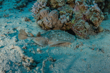 Fototapeta premium Persian Gulf torpedo On the seabed in the Red Sea, Israel