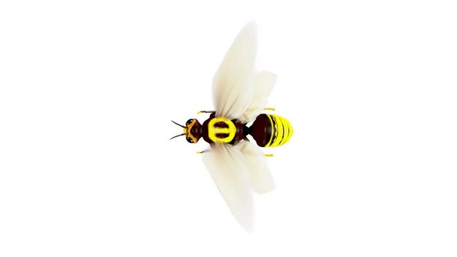 Flying Bee. Hd, Looped. Alpha Channel Included.

