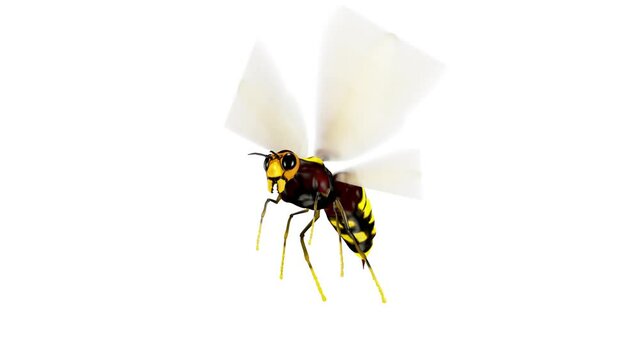Flying Bee. Hd, Looped. Alpha Channel Included.

