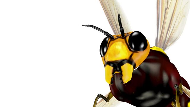 Flying Bee. Hd, Looped. Alpha Channel Included.

