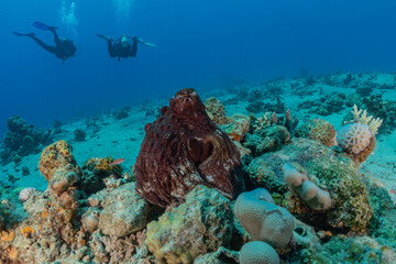 Octopus king of camouflage in the Red Sea, Eilat Israel 