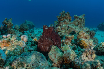 Octopus king of camouflage in the Red Sea, Eilat Israel 