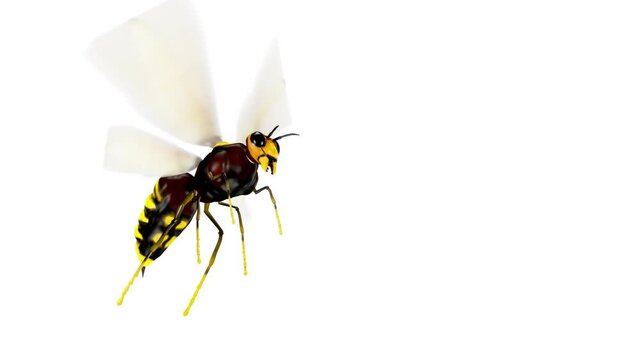 Flying Bee. Hd, Looped. Alpha Channel Included.

