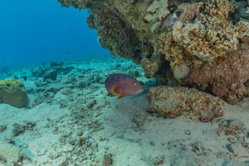 Fish swim in the Red Sea, colorful fish, Eilat Israel