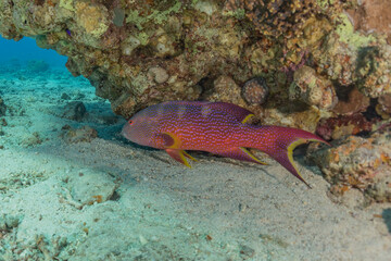 Fish swim in the Red Sea, colorful fish, Eilat Israel