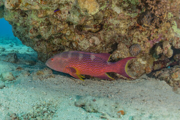Fish swim in the Red Sea, colorful fish, Eilat Israel