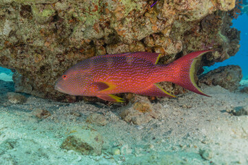 Fish swim in the Red Sea, colorful fish, Eilat Israel