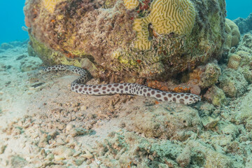 Tiger Snake Eel in the Red Sea Colorful and beautiful, Eilat Israel