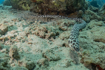 Tiger Snake Eel in the Red Sea Colorful and beautiful, Eilat Israel