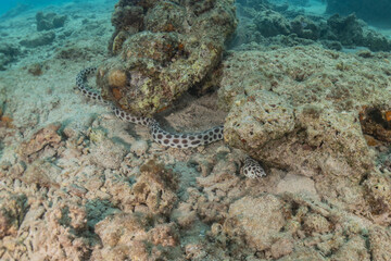 Tiger Snake Eel in the Red Sea Colorful and beautiful, Eilat Israel