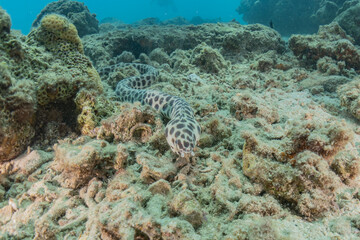 Tiger Snake Eel in the Red Sea Colorful and beautiful, Eilat Israel
