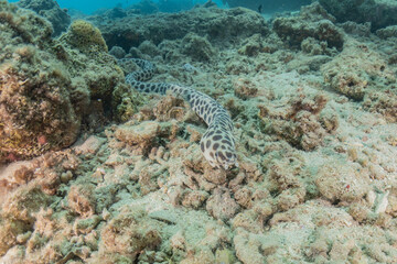 Tiger Snake Eel in the Red Sea Colorful and beautiful, Eilat Israel