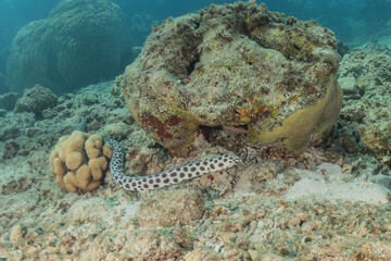 Tiger Snake Eel in the Red Sea Colorful and beautiful, Eilat Israel
