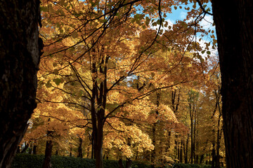 Autumn beautiful trees with bright falling foliage. Tree changing colors in fall. Orange and red leaves on branches.