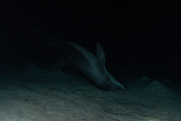 Dolphin swimming in the Red Sea, Eilat Israel