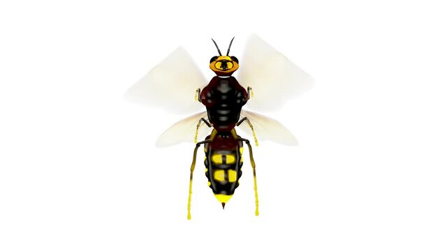 Flying Bee. Hd, Looped. Alpha Channel Included.

