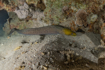 Moray eel Mooray lycodontis undulatus in the Red Sea, Eilat Israel