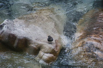 American Dipper perching on the rock.   Banff National Park,  AB Canada
