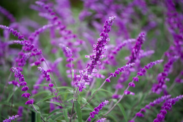 サルビア　サルビアの花　花壇