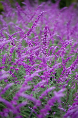 サルビア　サルビアの花　花壇