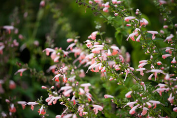 ベニバナサルビア　サルビアの花　花壇