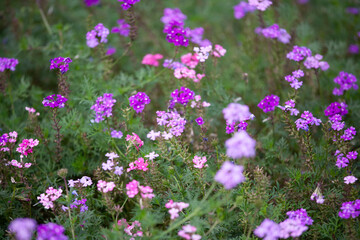 ビジョザクラ　花壇　可憐な花