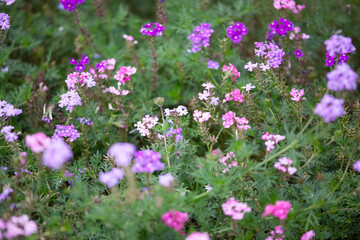 ビジョザクラ　花壇　可憐な花