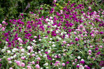 千日紅　センニチコウ　可憐　花壇