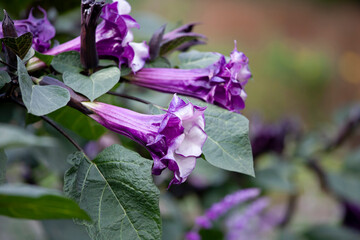 デビルズトランペット　花壇