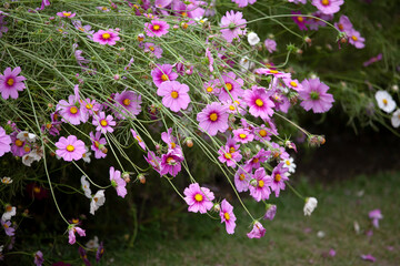 秋桜　コスモス　花壇