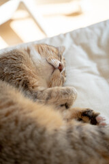 Fototapeta na wymiar ベッドの上で丸くなって寝るかわいいキジトラ猫3
