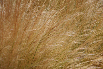 Close-up full frame view of golden dry grass panicles in the sunlight