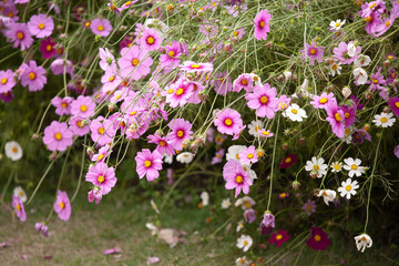 秋桜　コスモス　花壇