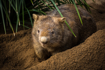 An Australian wombat digs a burrow in the dirt