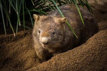 Foto op Plexiglas An Australian wombat digs a burrow in the dirt © Hayley