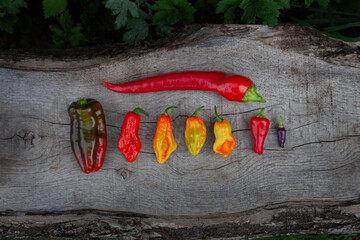 wooden background with colorful mix hot and sweet peppers of various shapes 