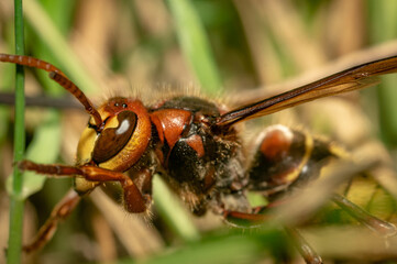 Naklejka premium Hornet on the ground