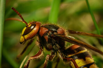 fly on a leaf