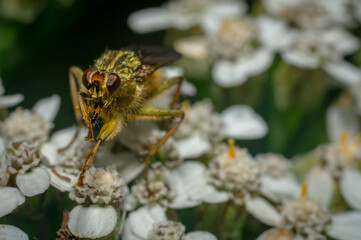 Fly on a flower