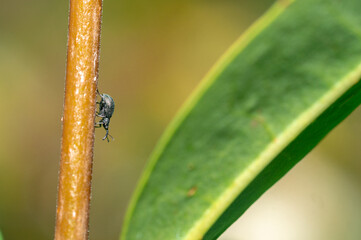 Weevil on a branch