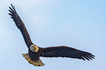 Fototapeta premium bald eagle in flight