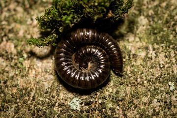 Millipede hangs on the tree