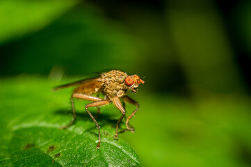 Naklejka premium Fruit fly on a leaf