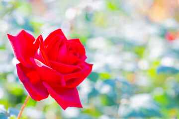 Fototapeta na wymiar 赤色のバラ 