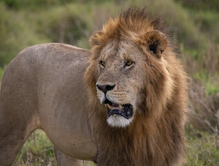 Obraz na płótnie Canvas A Lion Hunting in Africa 
