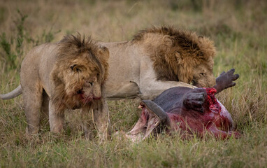 A Lion Hunting in Africa 