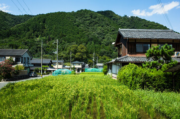 稲と家がある風景